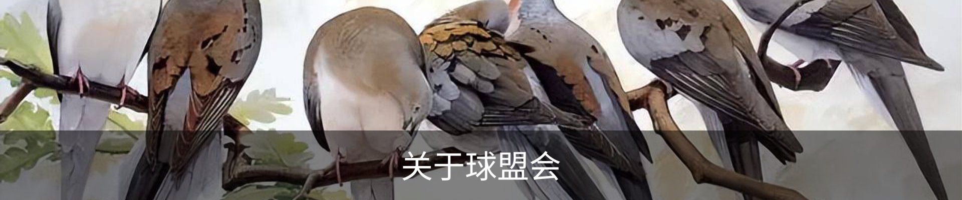 关于球盟会